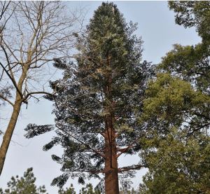 Polygonal Bionic Pine Tree Cell Tower